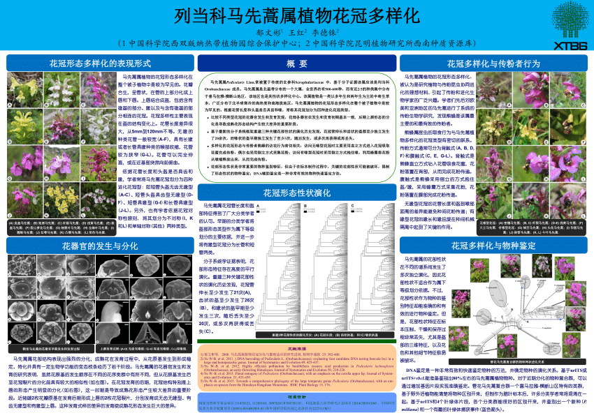 Pdf Floral Diversity In Pedicularis Orobancheaceae 列当科马先蒿属植物花冠多样化