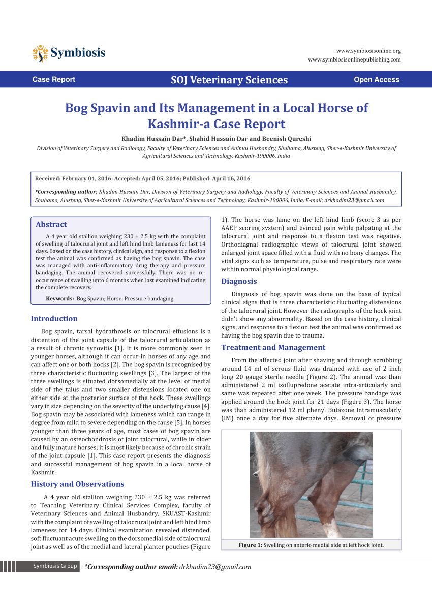 Bone Spavin in Horses: Symptoms, Treatment & Management