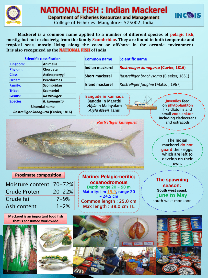 PDF) Indian National Fish: Indian Mackerel