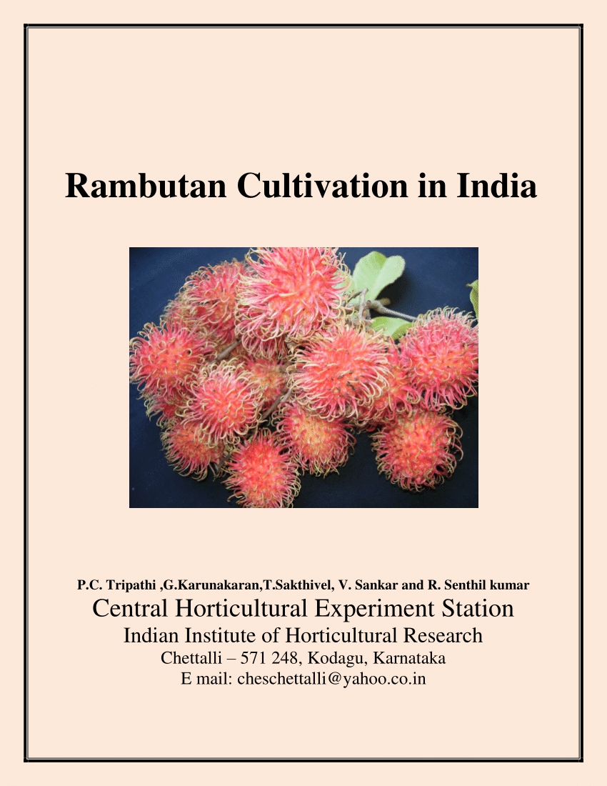 Pdf Rambutan Cultivation In India Bulletin