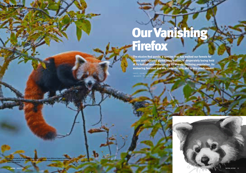 Pdf Red Panda On The Borders