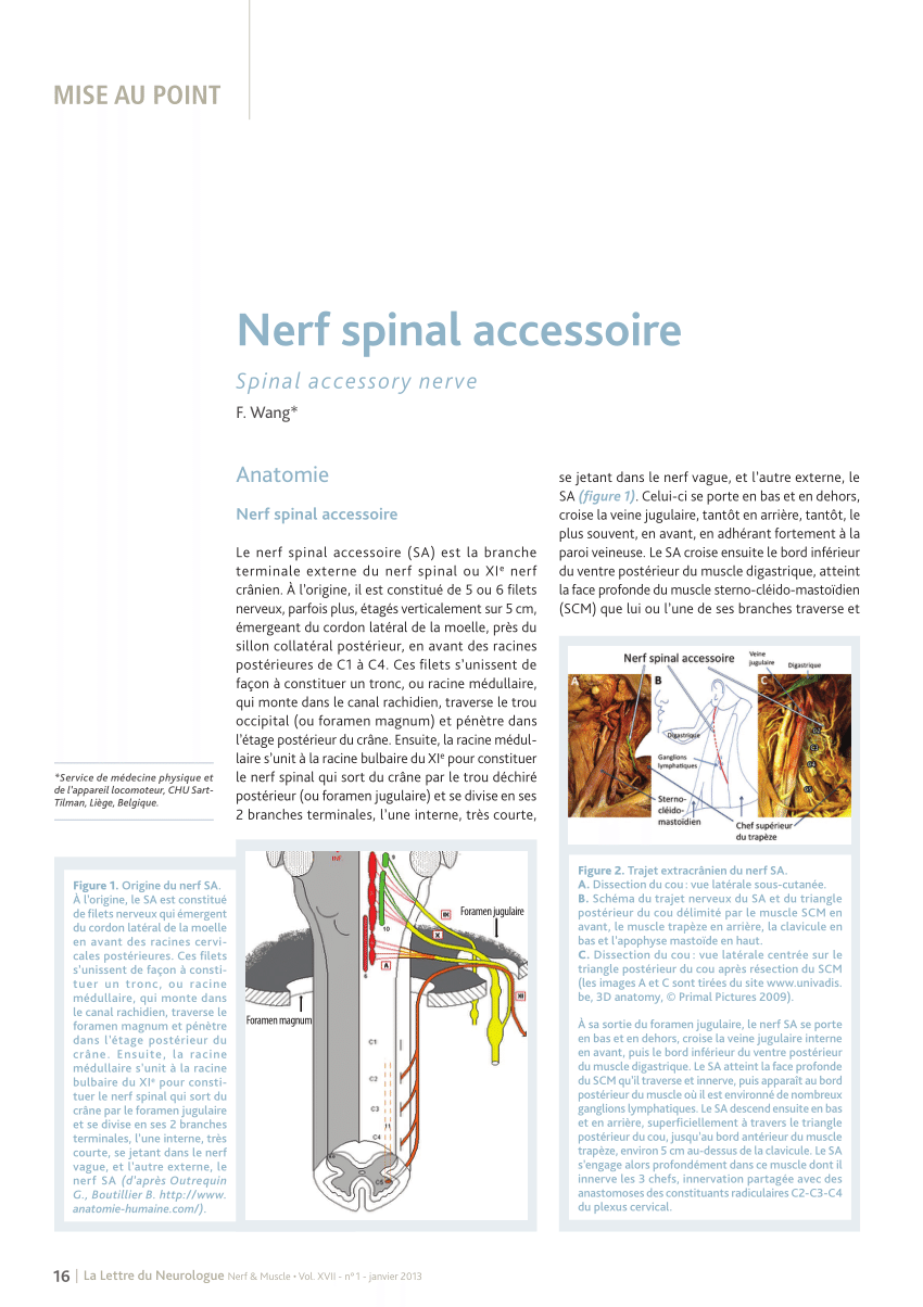 PDF) Nerf spinal accessoire