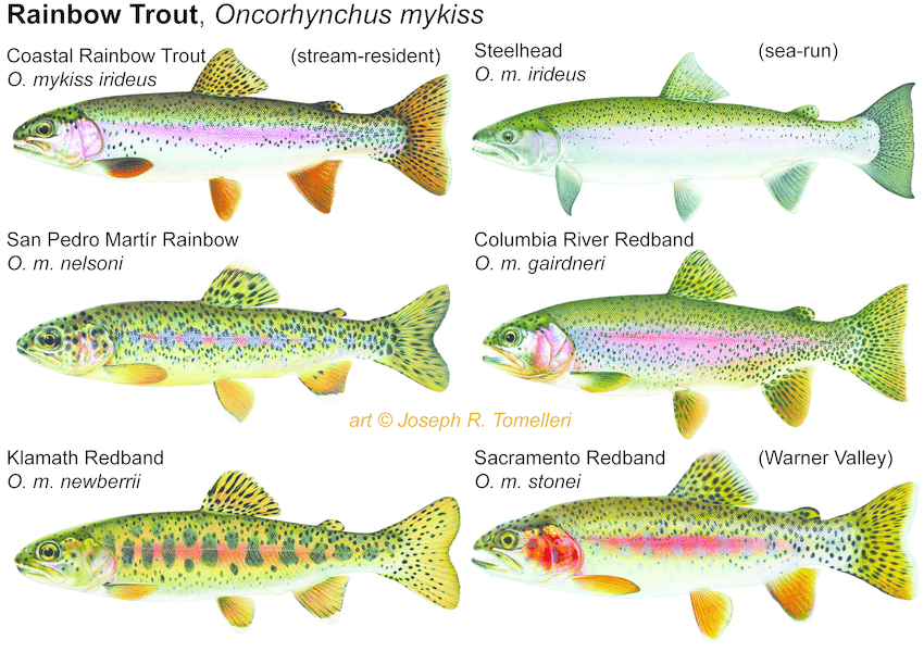 PDF) Figure S2. Rainbow trout, as illustrated by Joseph R