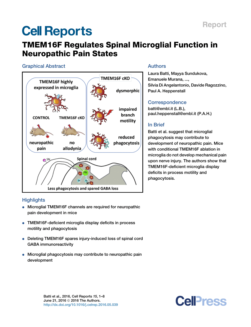 PDF) TMEM16F Regulates Spinal Microglial Function in Neuropathic ...