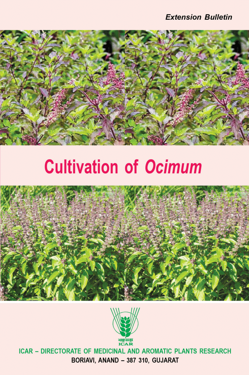 PDF Cultivation of Ocimum