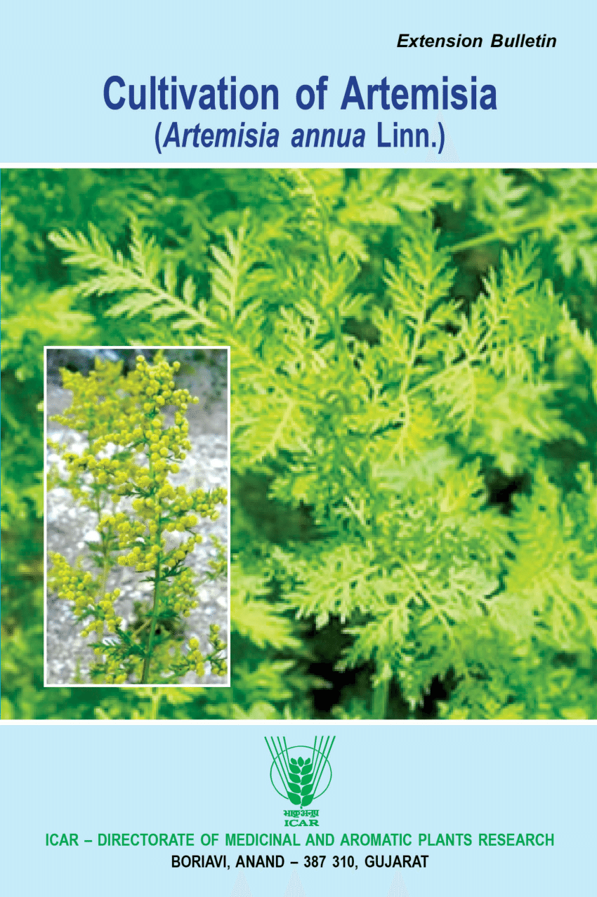PDF Cultivation of Artemisia Artemisia annua Linn.