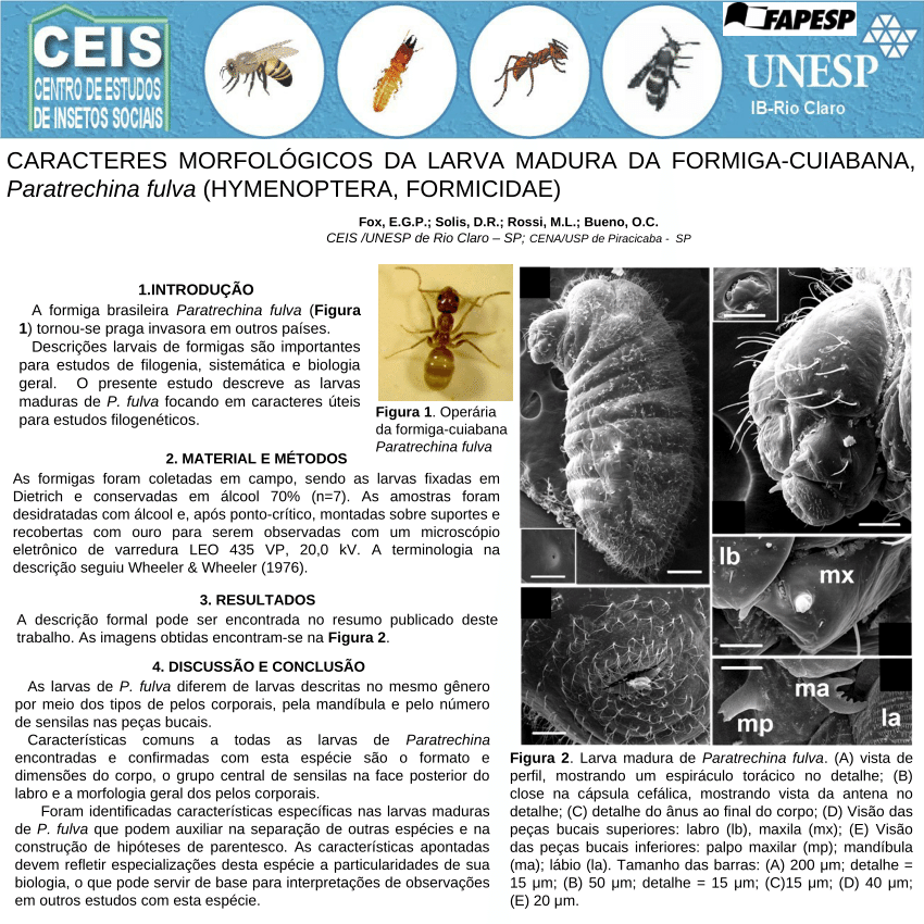 Biologia dos Insetos: Hymenoptera