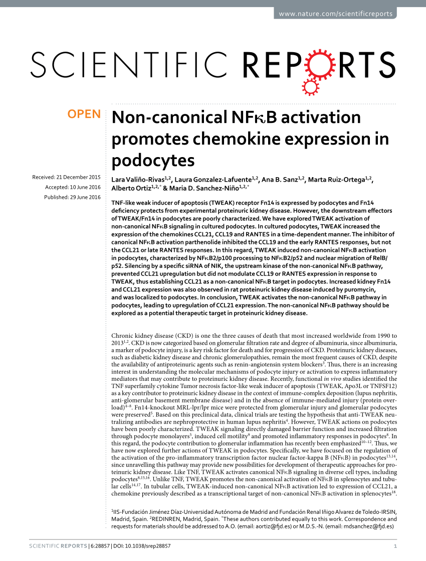 Non-canonical NFκB activation promotes chemokine expression in podocytes