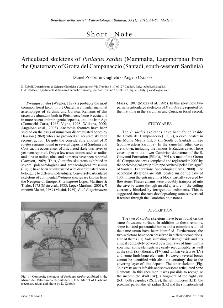Pdf Articulated Skeletons Of Prolagus Sardus Mammalia Lagomorpha From The Quaternary Of Grotta Del Campanaccio Santadi South Western Sardinia