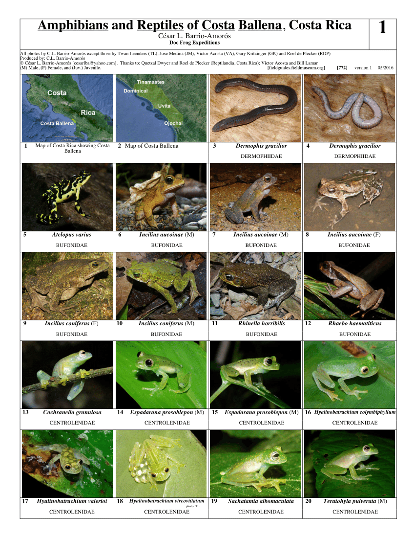 (PDF) Amphibians and Reptiles of Costa Ballena, Costa Rica.