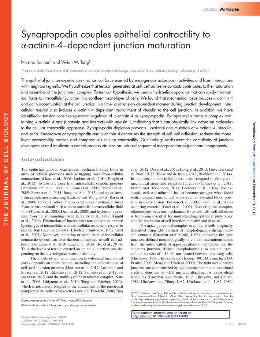 PDF) Synaptopodin couples epithelial contractility to α-actinin-4 