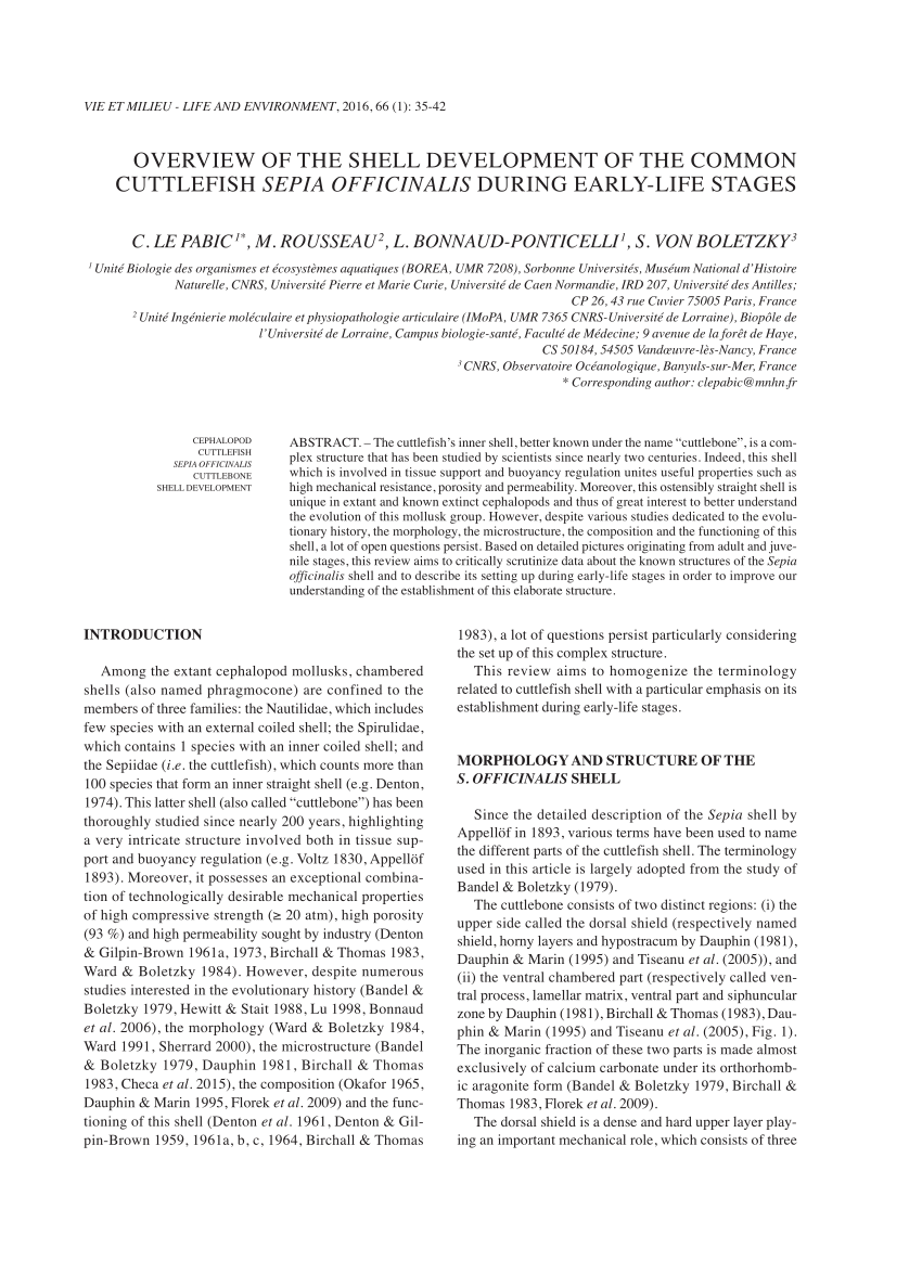 Pdf Overview Of The Shell Development Of The Common Cuttlefish Sepia Officinalis During Early Life Stages