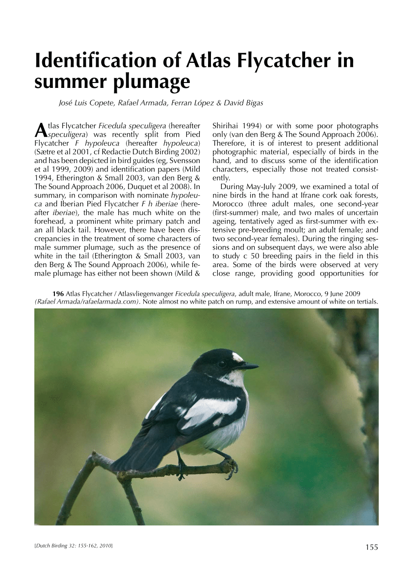 (PDF) Identification of Atlas Flycatcher in summer plumage