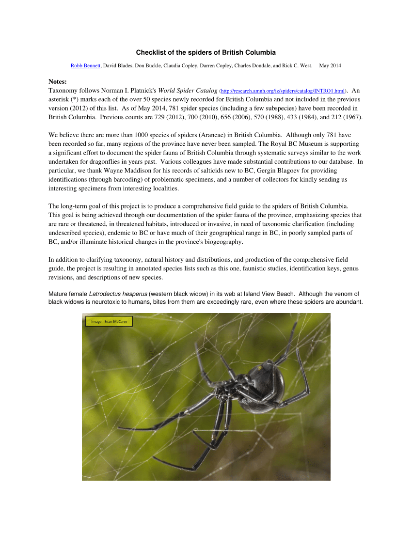 Everything Yakima County, WA Residents Should Know About Black Widow Spiders