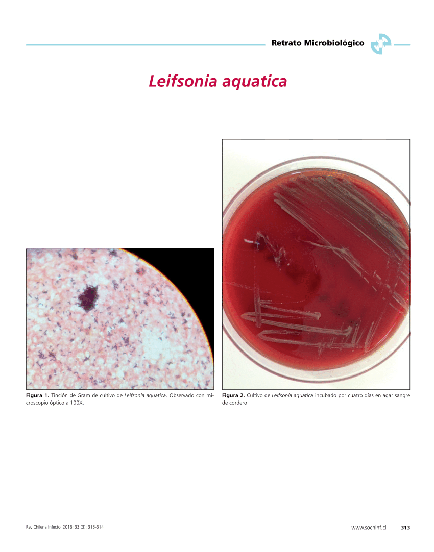 leifsonia aquatica case report and literature review