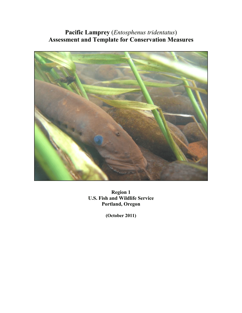 PDF) Pacific Lamprey (Entosphenus tridentatus) Assessment and Template for  Conservation Measures. U.S. Fish and Wildlife Service, Portland, Oregon.  282 pp.
