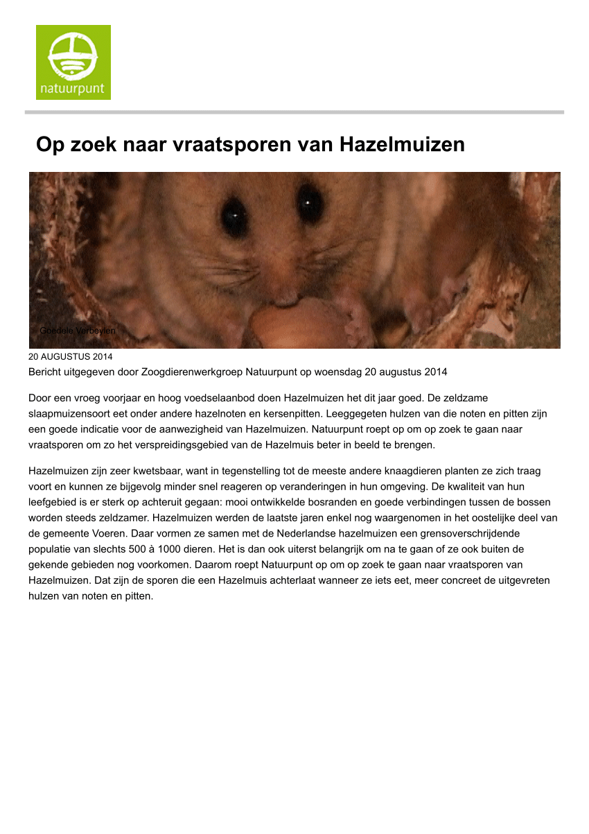 Pdf Op Zoek Naar Vraatsporen Van Hazelmuizen