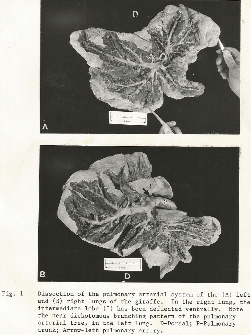 (PDF) Giraffe lungs