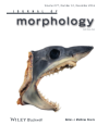 Preview image for Tooth development and histology patterns in lamniform sharks (Elasmobranchii, Lamniformes) revisited