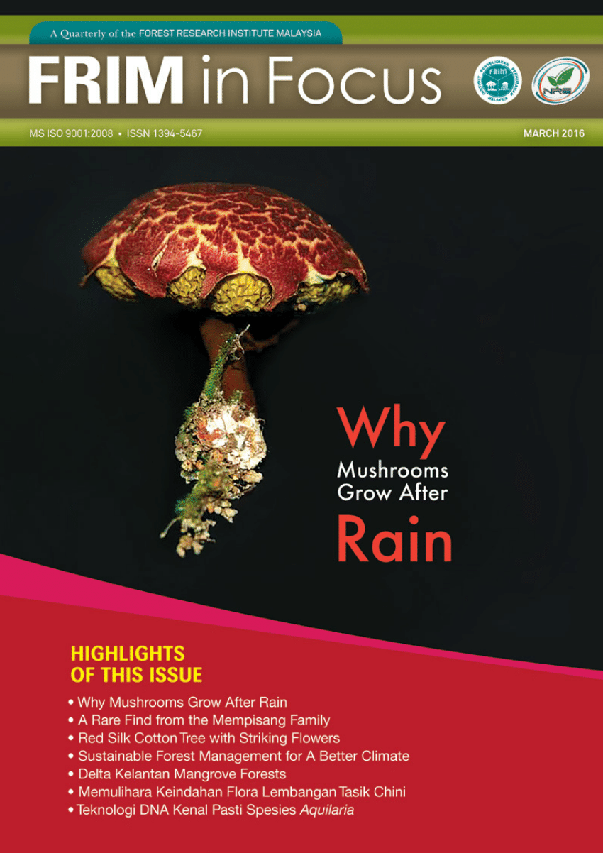 Why mushrooms grow after rain