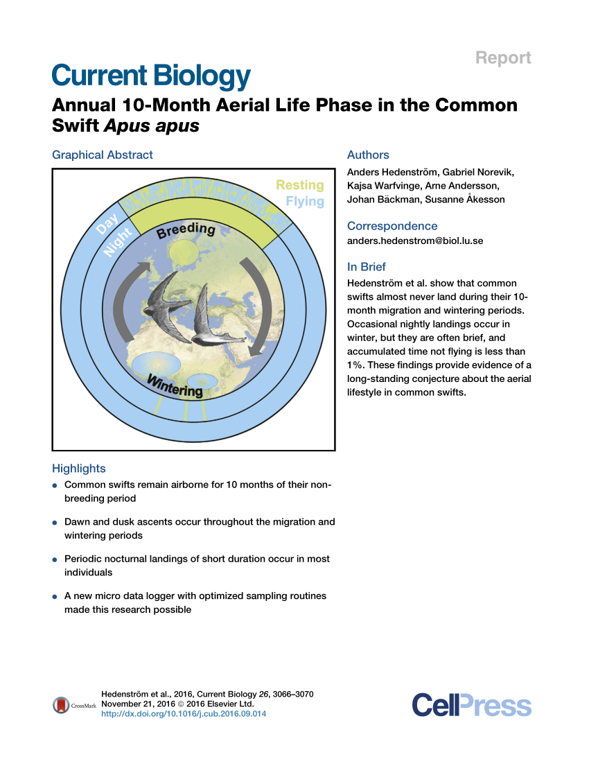 Pdf Annual 10 Month Aerial Life Phase In The Common Swift Apus Apus