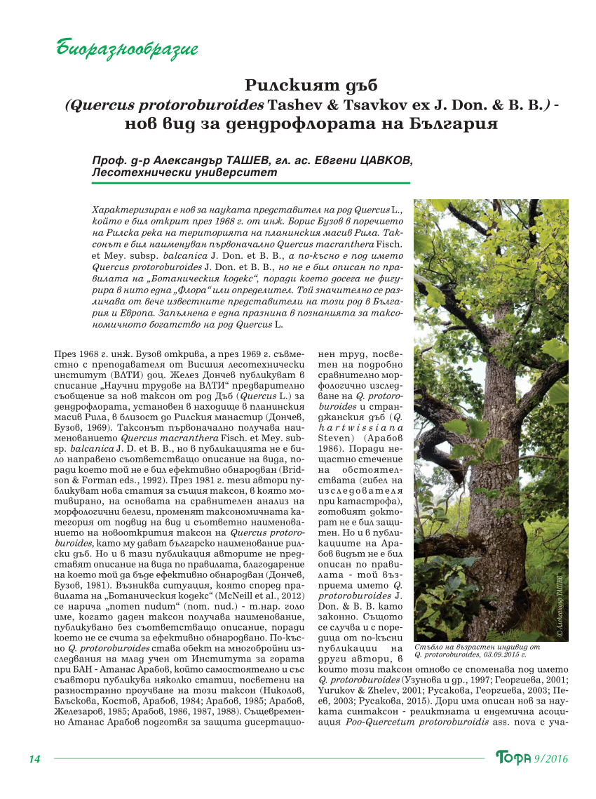 Pdf Rila Oak A New Species Of Dendroflora Of Bulgaria In Bulgarian