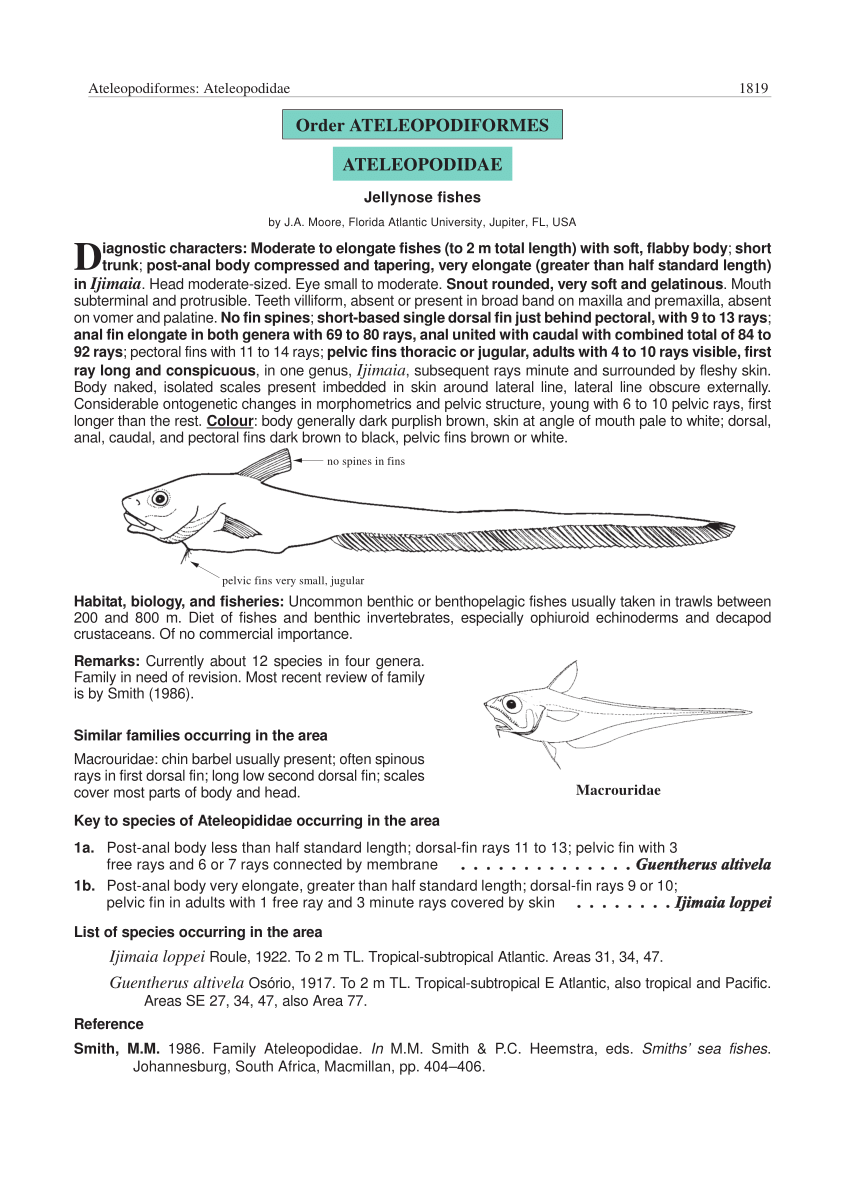 (PDF) Ateleopididae Jellynose fishes