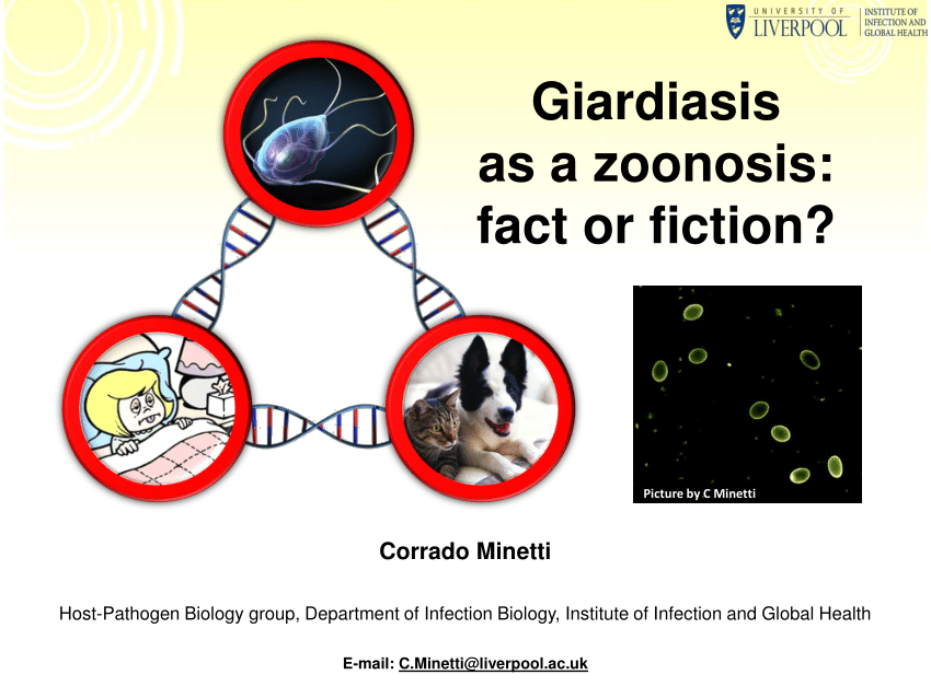 giardiasis zoonosis