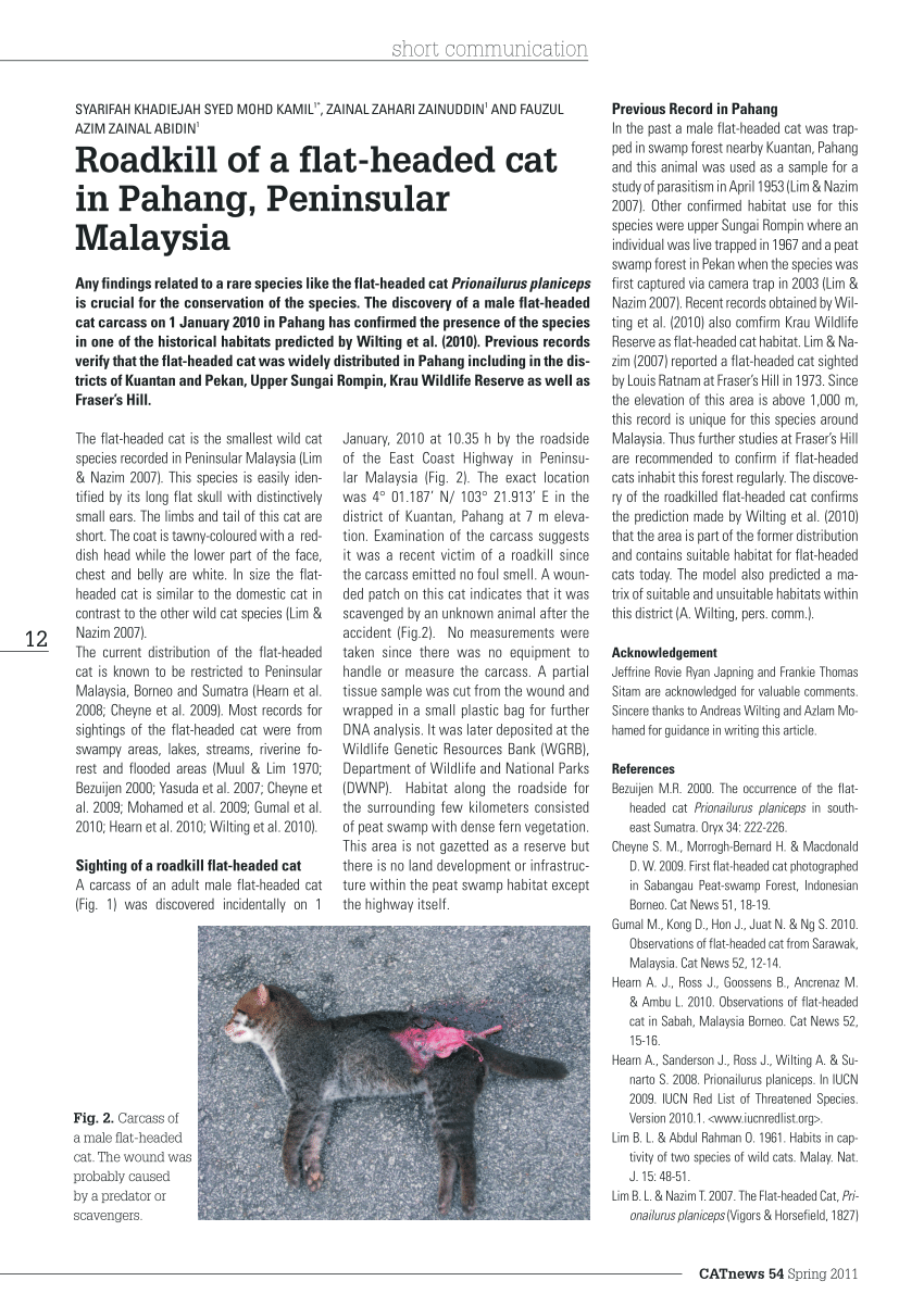 (PDF) Roadkill of a flat-headed cat in Pahang, Peninsular ...