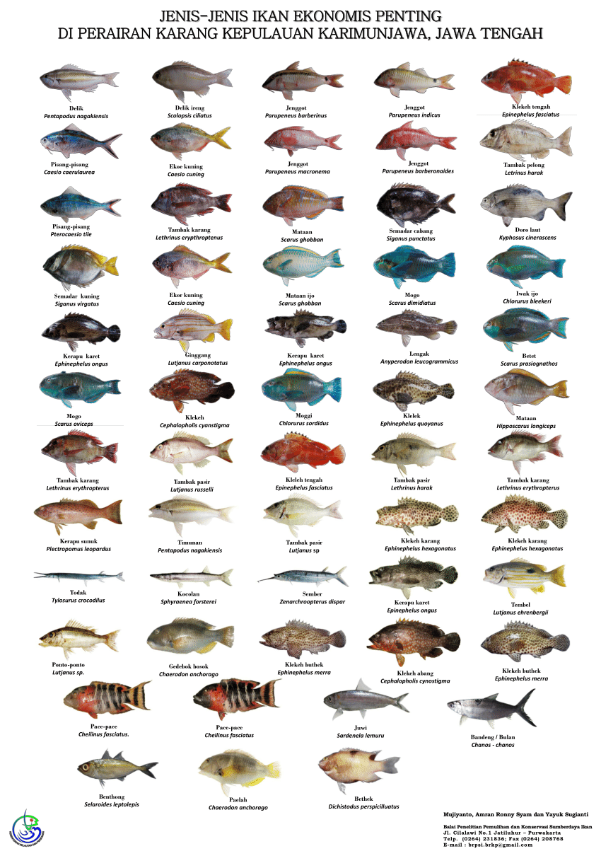 (PDF) Jenis-Jenis Ikan Ekonomis Penting Di Perairan Karang Kepulauan