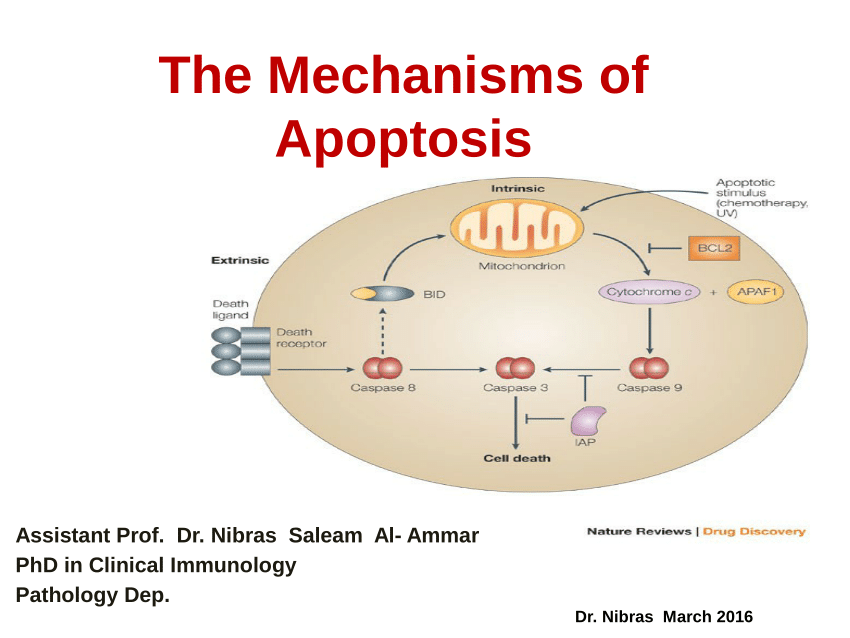 pdf-intrinsic-extrinsic-pathways-of-apoptosis