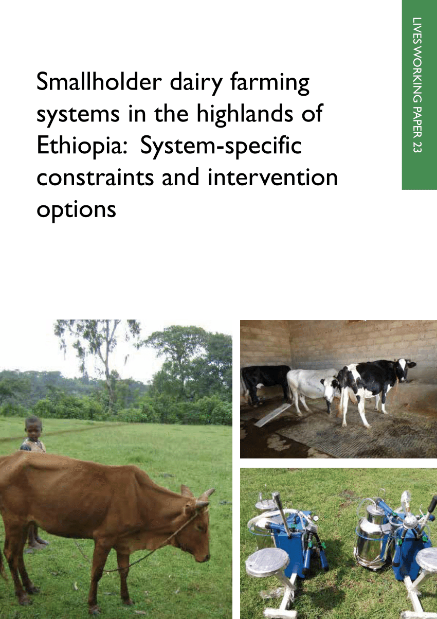 business plan on dairy farming in ethiopia