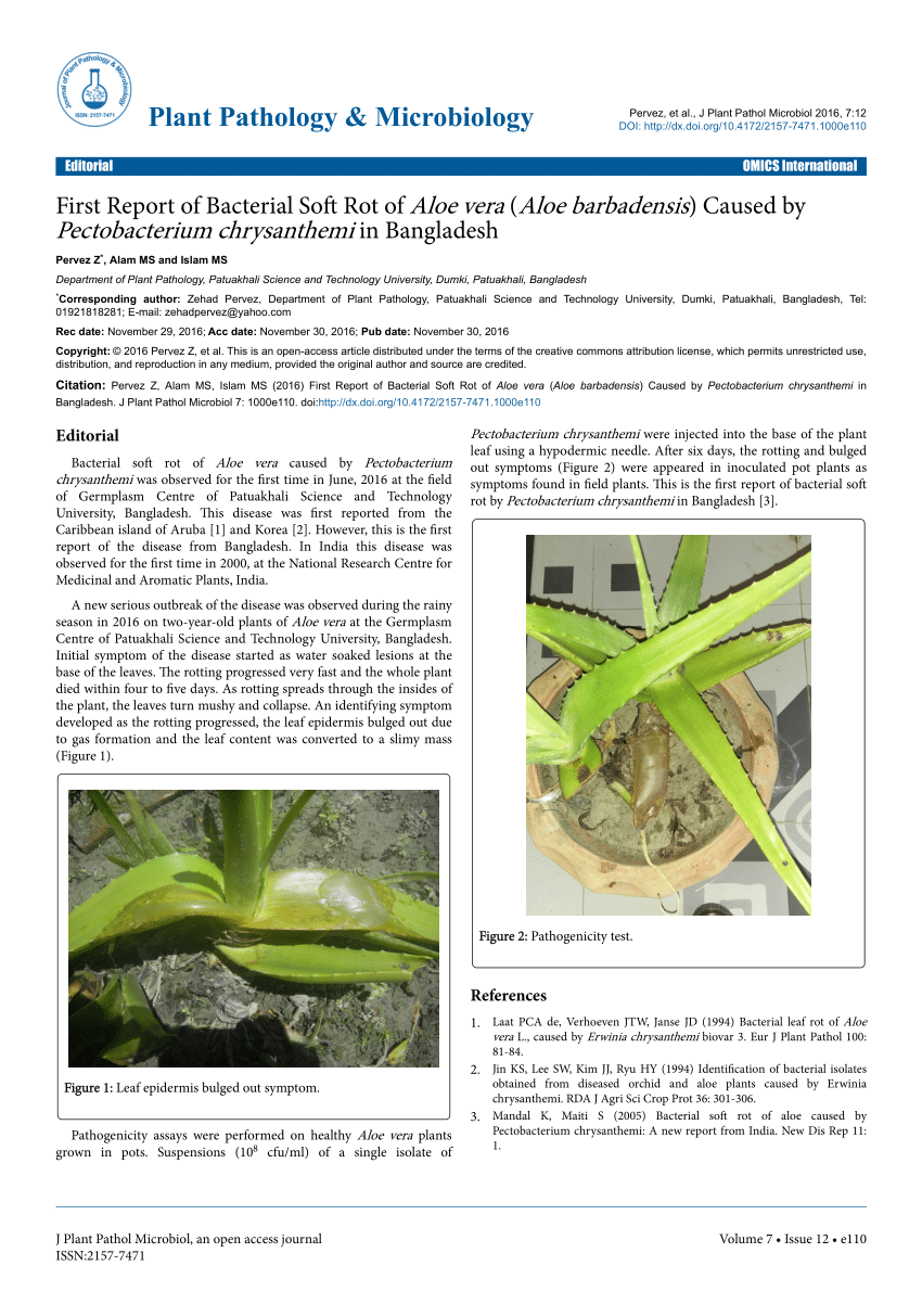 Pdf First Report Of Bacterial Soft Rot Of Aloe Vera Aloe
