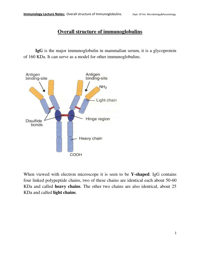 Pdf Immunology Lecture Notes Overall Structure Of Immunoglobulins