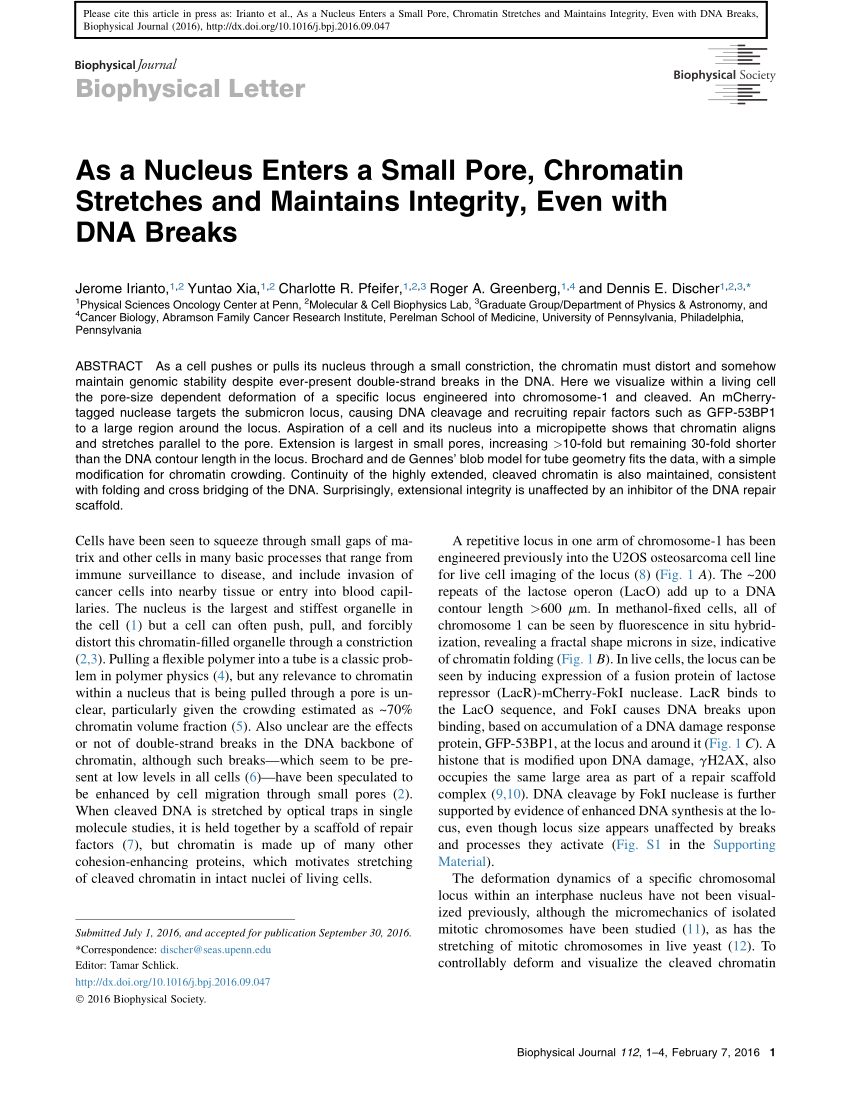 Pdf As A Nucleus Enters A Small Pore Chromatin Stretches And Maintains Integrity Even With Dna Breaks