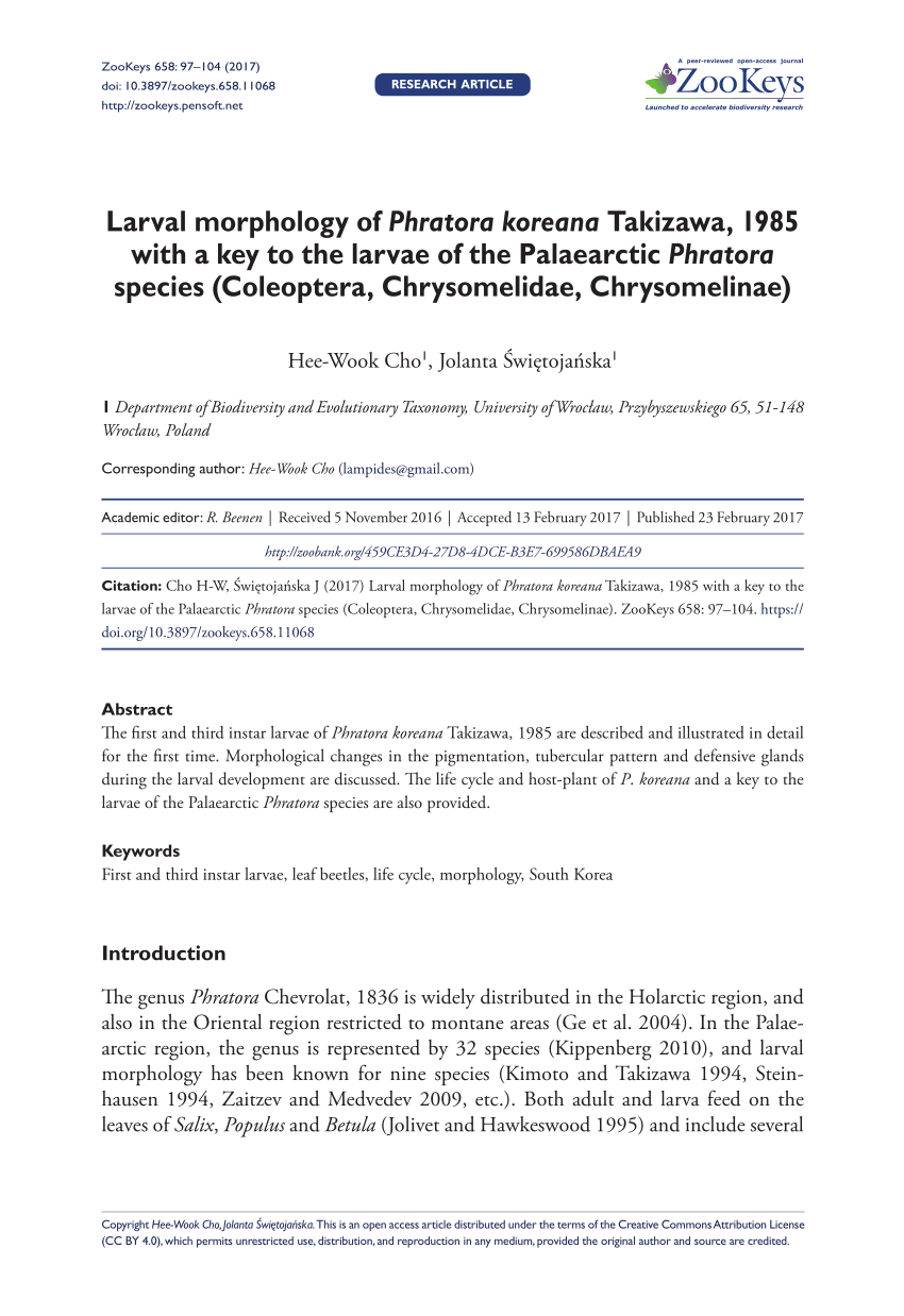 PDF) Larval morphology of Phratora koreana Takizawa, 1985 with a ...