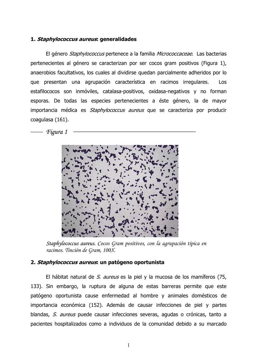 Staphylococcus aureus tinción de Gram