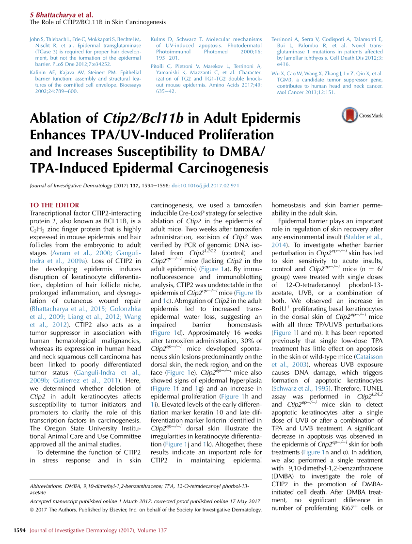 Pdf Ablation Of Ctip2 Bcl11b In Adult Epidermis Enhances Tpa Uv Induced Proliferation And Increases Susceptibility To Dmba Tpa Induced Epidermal Carcinogenesis
