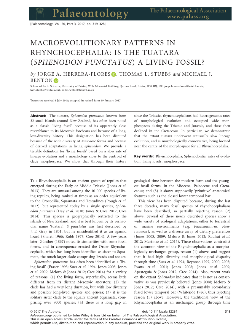 (PDF) Macroevolutionary patterns in Rhynchocephalia: Is the tuatara