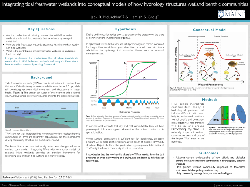 Pdf Integrating Tidal Freshwater Wetlands Into Conceptual Models Of How Hydrology Structures 4756