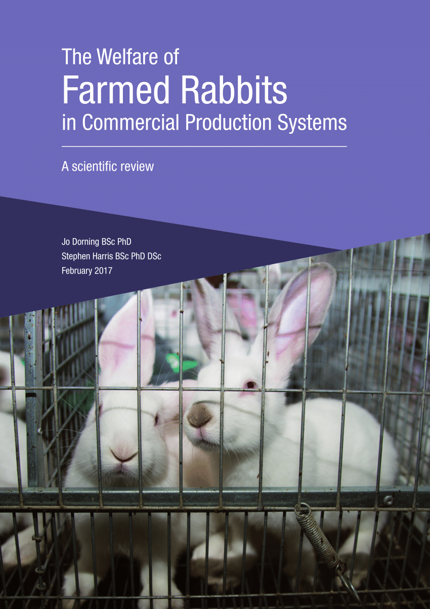 commercial rabbit housing
