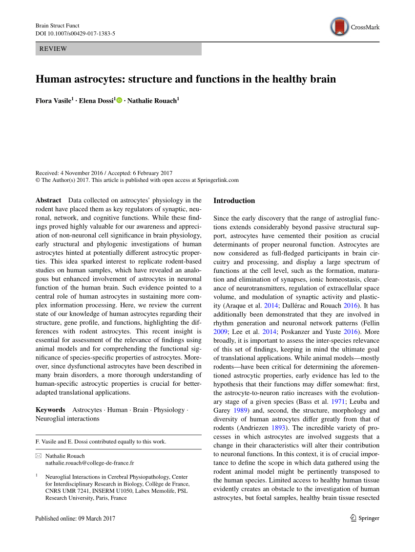 PDF) Human astrocytes: structure and functions in the healthy brain