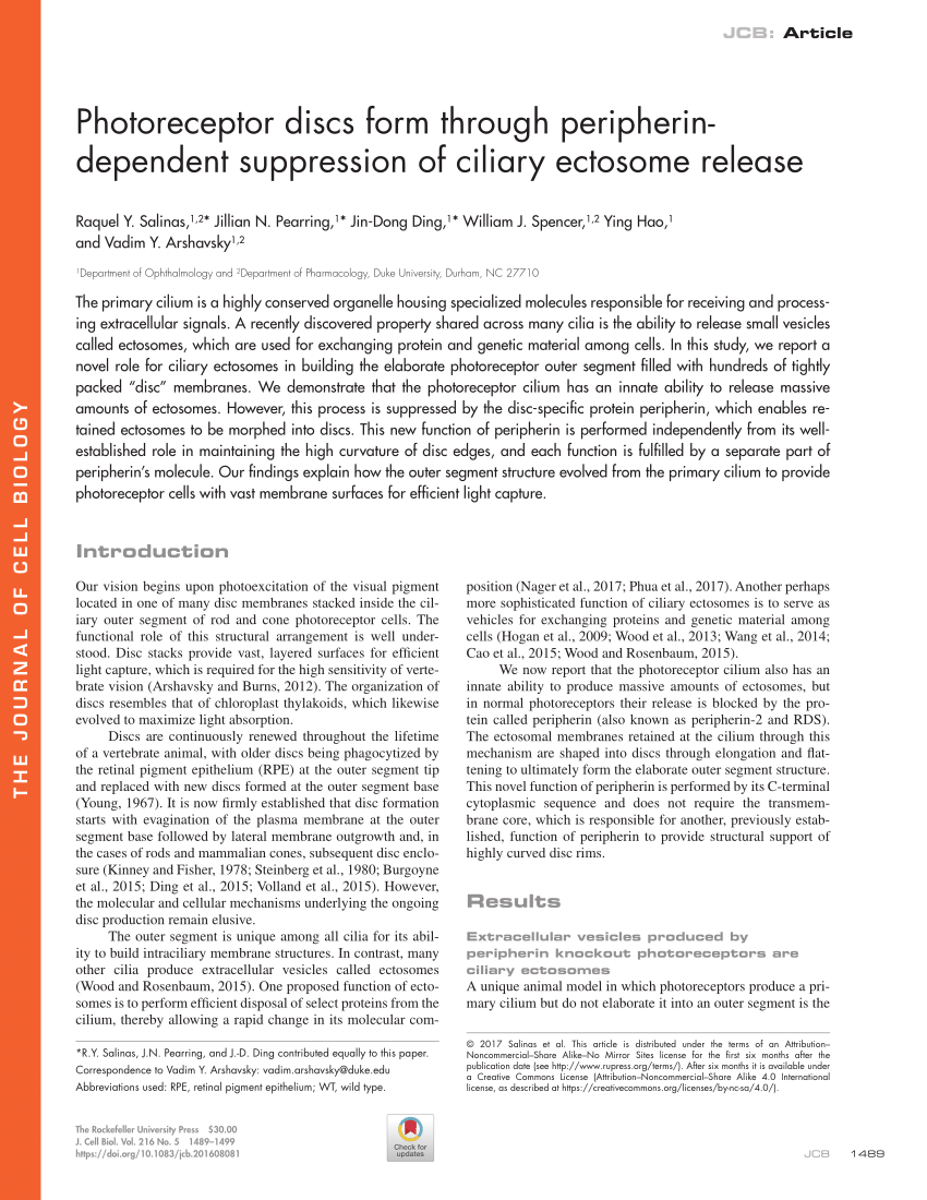 PDF Photoreceptor discs form through peripherin dependent