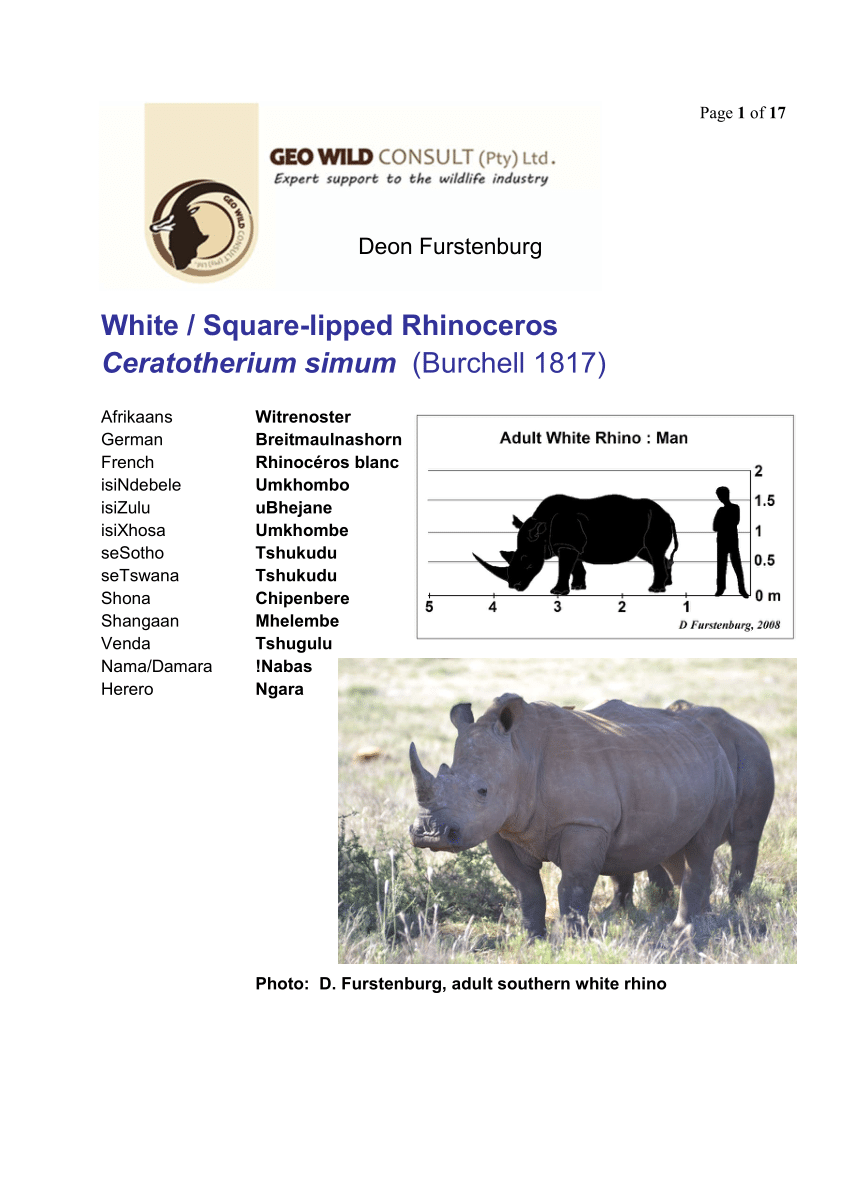 PDF OR PRINTED CHART 14 COUNT AFRICAN RHINO 