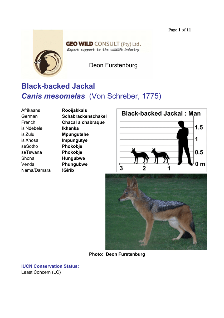 black jackal
