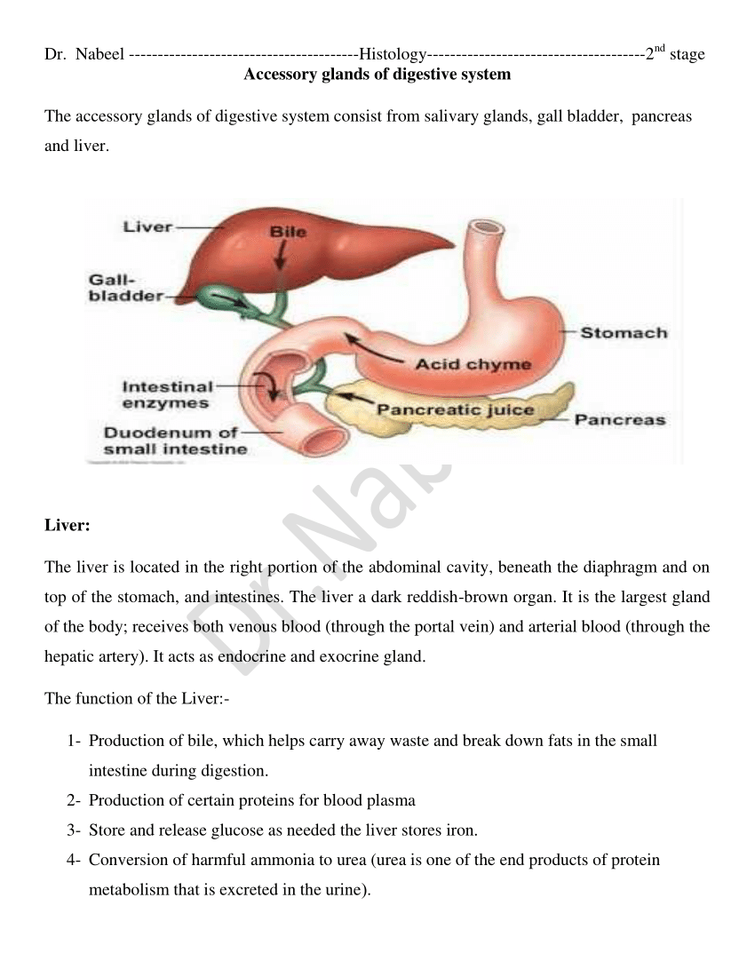 Pdf  Accessory Gland   Digestive System