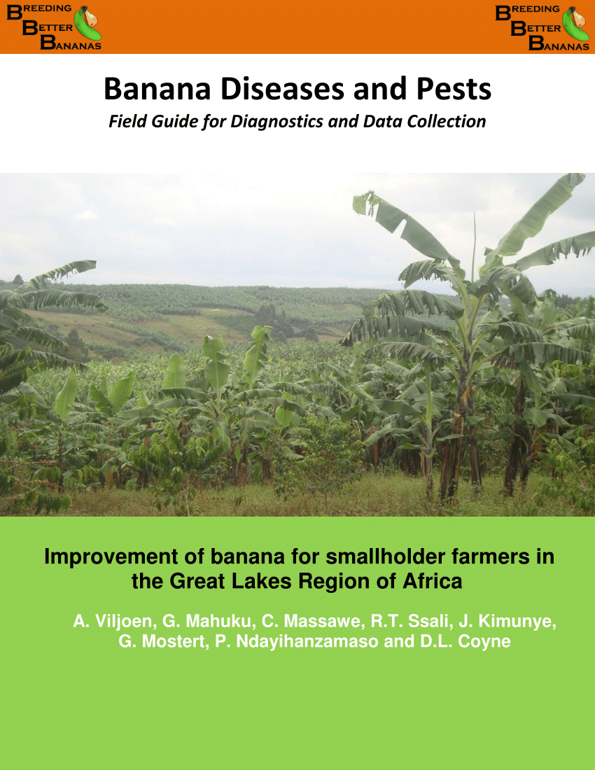 Pdf Banana Diseases And Pests Field Guide For Diagnostics And Data Collection Improvement Of