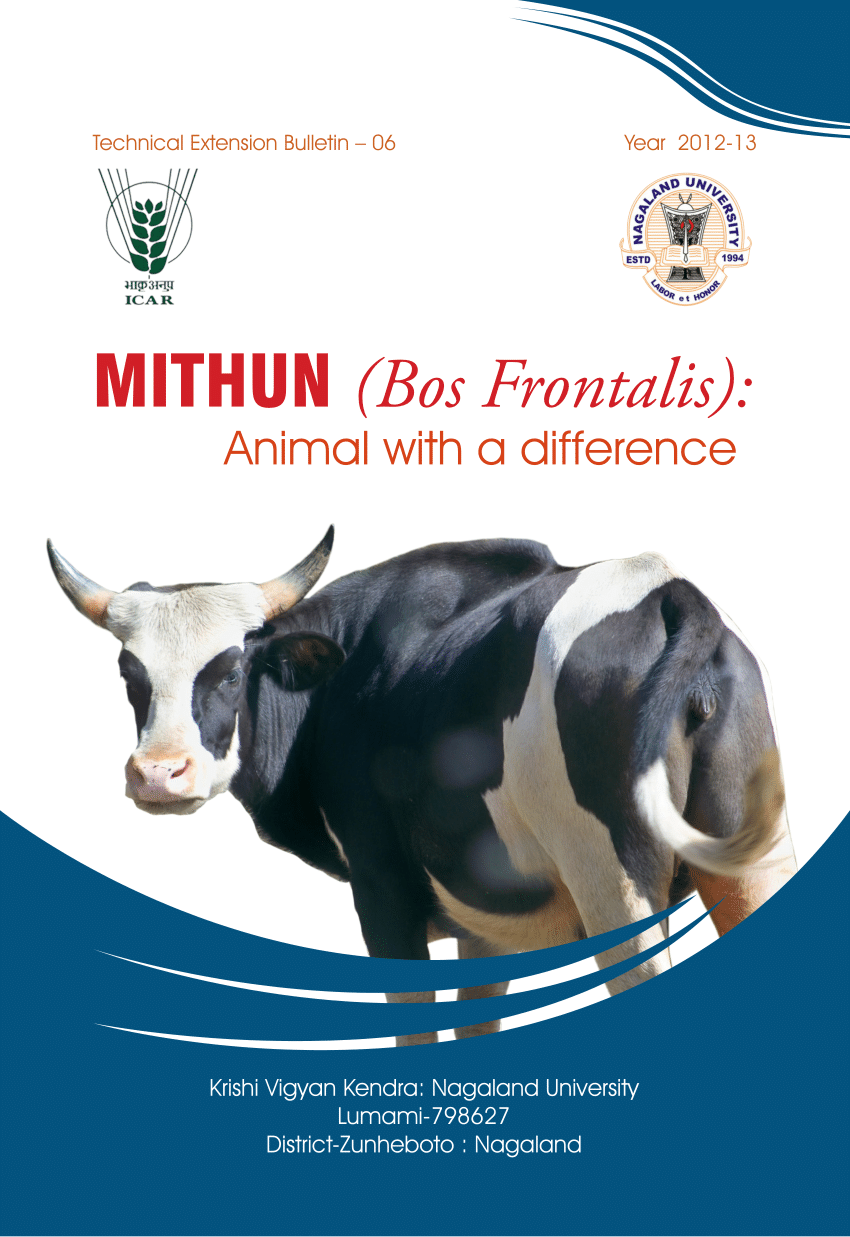 PDF) Mithun ( Bos Frontalis): Animal with a difference