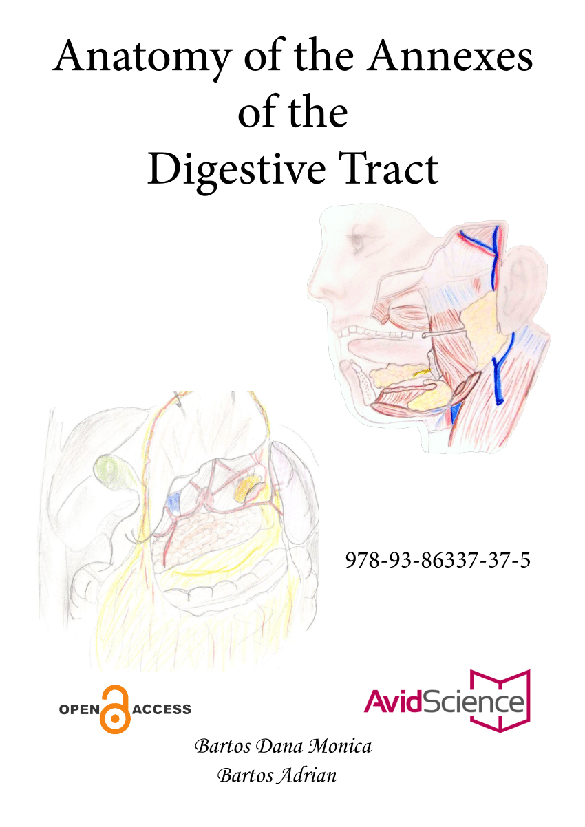 (PDF) Anatomy of the Digestive Tract