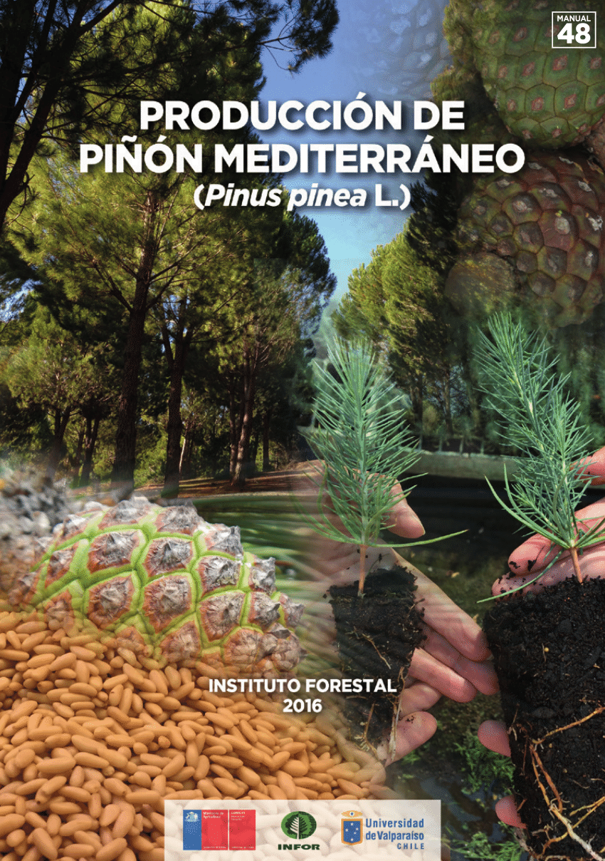 Pinus pinea SEEDS 100 semillas Pino piñonero 